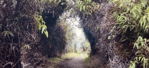 Read more about the article Hawai’i – TL;DR